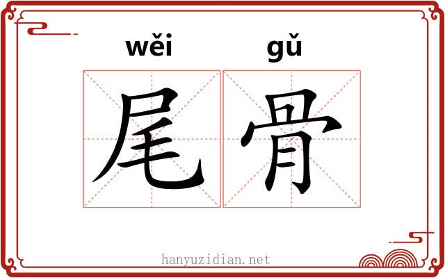 尾骨 尾骨
