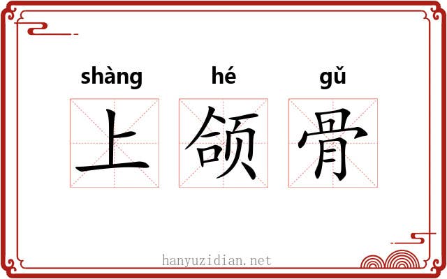 上颌骨