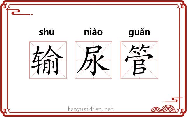 输尿管 输尿管