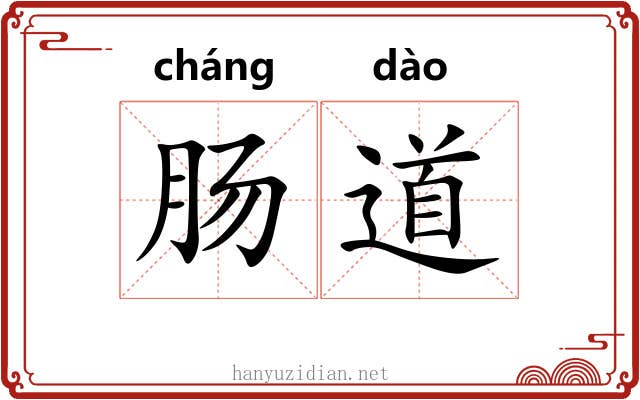 肠道
