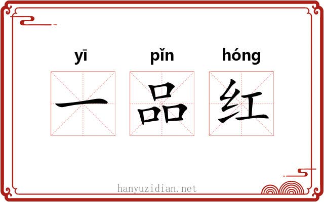 一品红