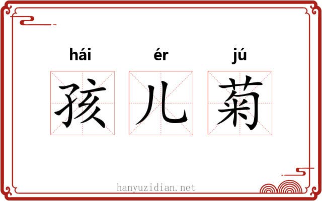 孩儿菊