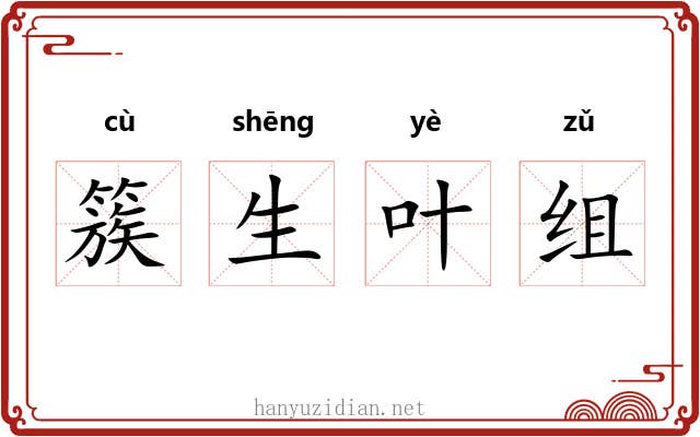 簇生叶组 簇生叶组