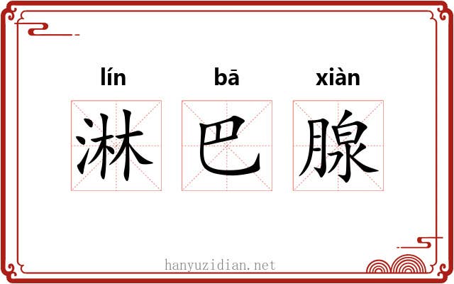 淋巴腺 淋巴腺