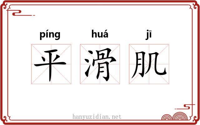 平滑肌 平滑肌