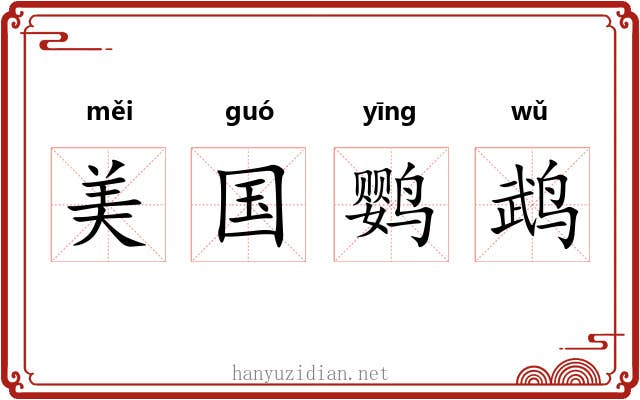 美国鹦鹉