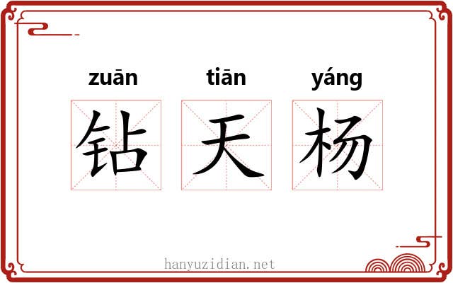 钻天杨