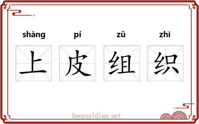 上皮组织 上皮组织