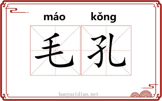 毛孔 毛孔