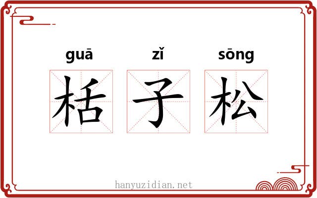 栝子松 栝子松
