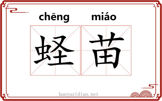 蛏苗