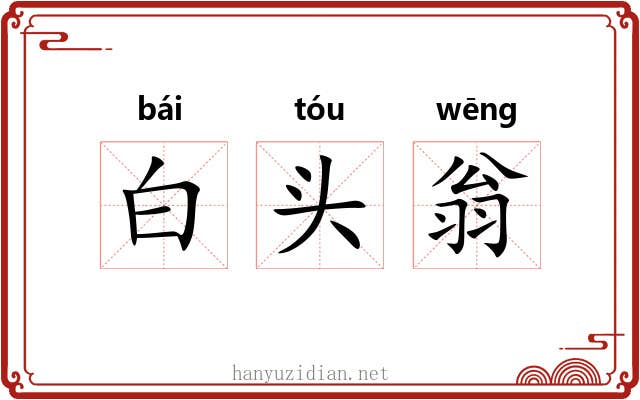 白头翁 白头翁