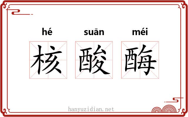 核酸酶 核酸酶