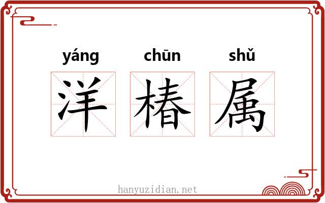 洋椿属