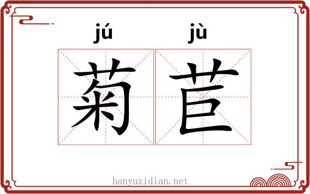 菊苣