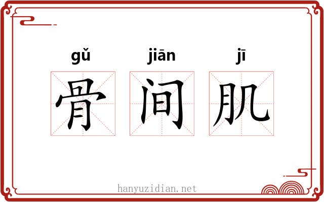 骨间肌 骨间肌