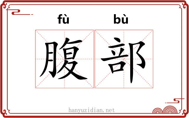 腹部 腹部