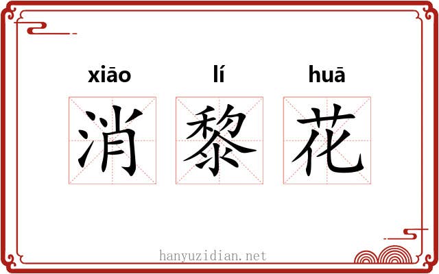 消黎花 消黎花