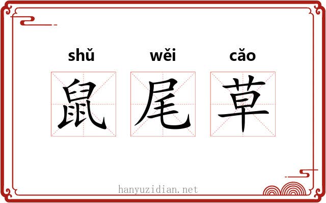 鼠尾草 鼠尾草