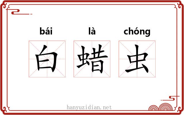 白蜡虫 白蜡虫
