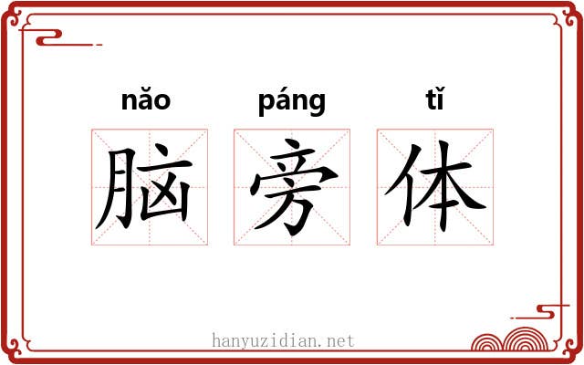 脑旁体 脑旁体