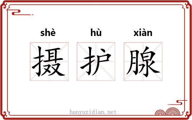 摄护腺