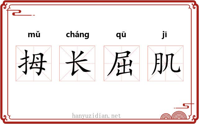 拇长屈肌 拇长屈肌