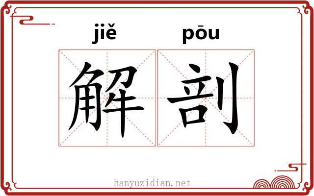 解剖 解剖