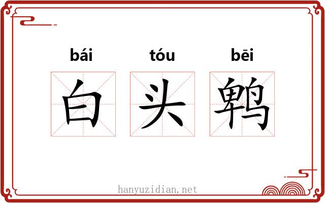 白头鹎 白头鹎