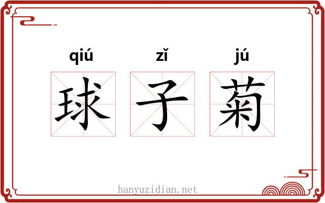 球子菊 球子菊