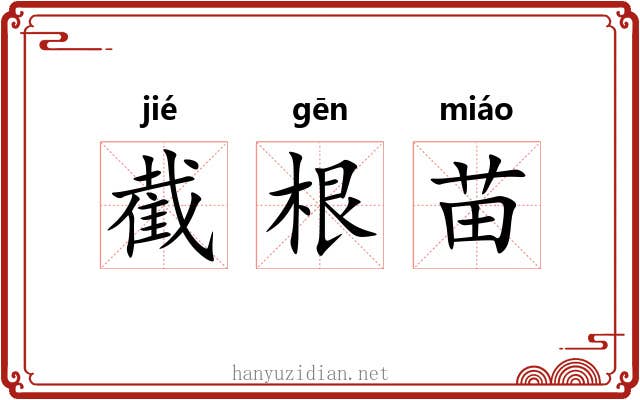 截根苗 截根苗