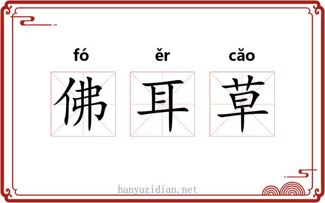 佛耳草