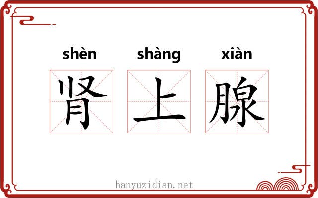 肾上腺 肾上腺