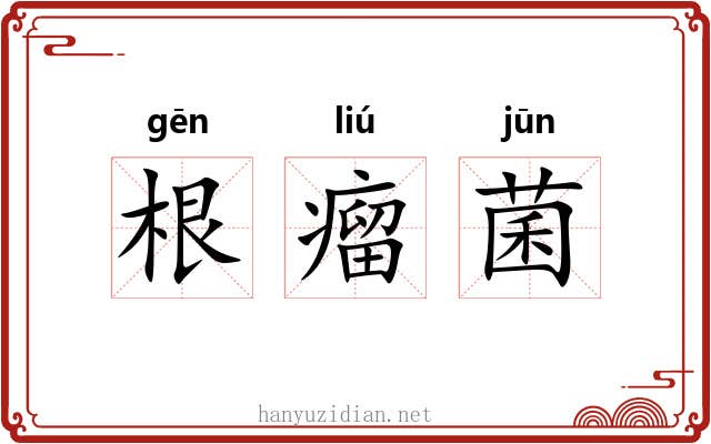 根瘤菌