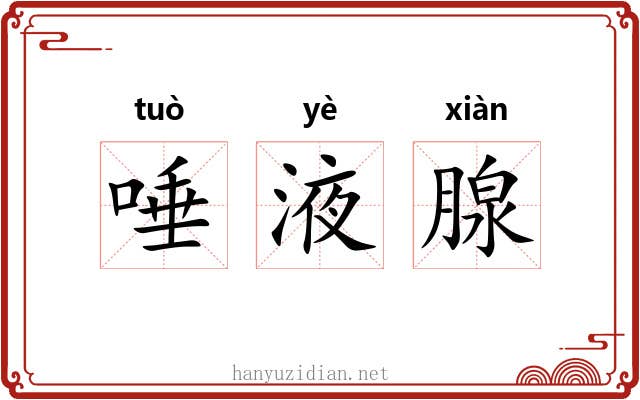 唾液腺