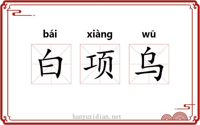 白项乌 白项乌