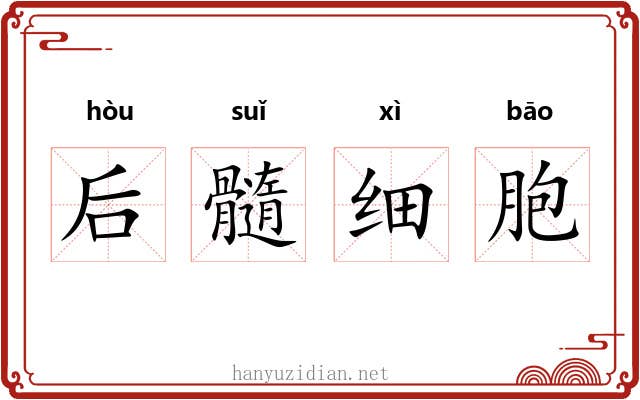 后髓细胞