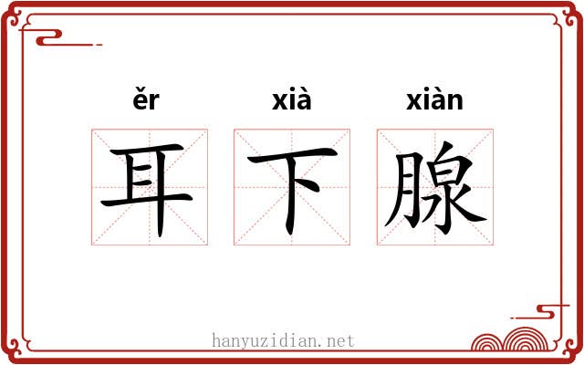 耳下腺 耳下腺