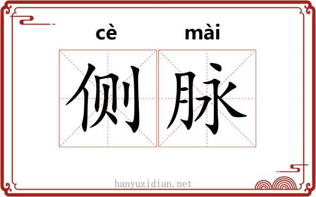 侧脉 侧脉