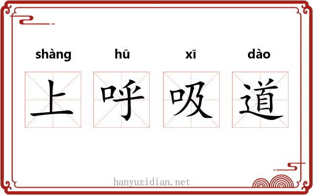 上呼吸道