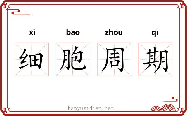 细胞周期 细胞周期