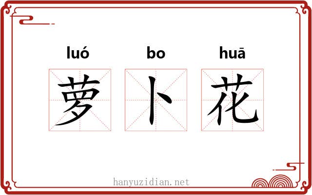 萝卜花 萝卜花