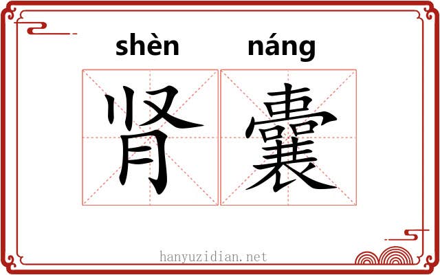 肾囊