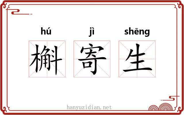 槲寄生 槲寄生