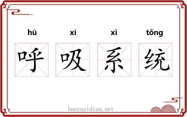呼吸系统 呼吸系统