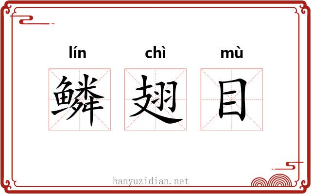 鳞翅目