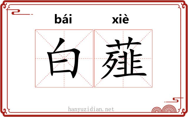 白薤 白薤