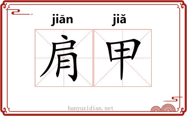 肩甲 肩甲