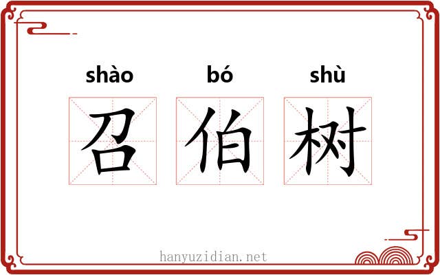 召伯树 召伯树