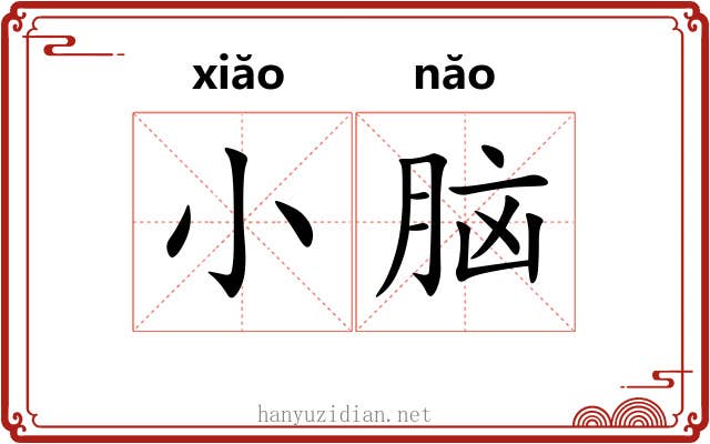 小脑 小脑